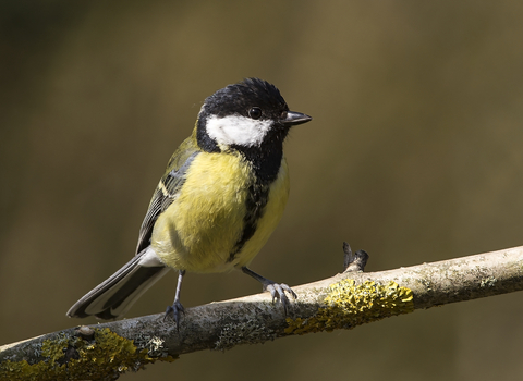 home | Montgomeryshire Wildlife Trust