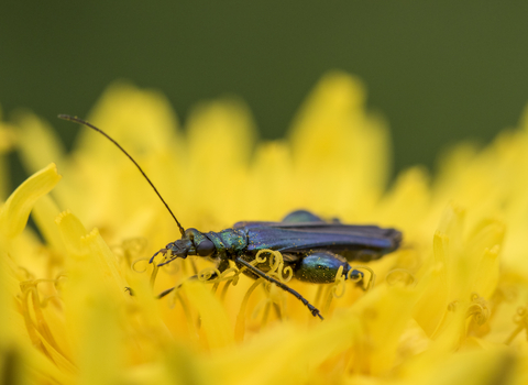 A male swollen-thighed beetle feeding on the pollen of a bright yellow flower