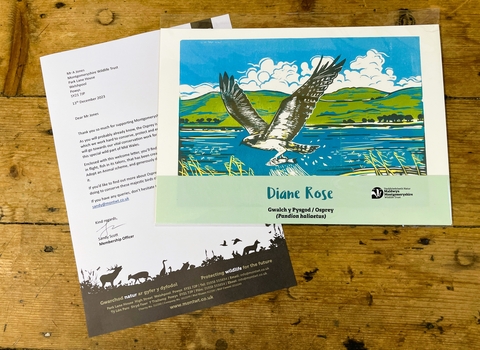 Osprey print and letter_edited