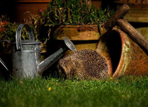 Hedgehog at night in a garden by watering can and pots