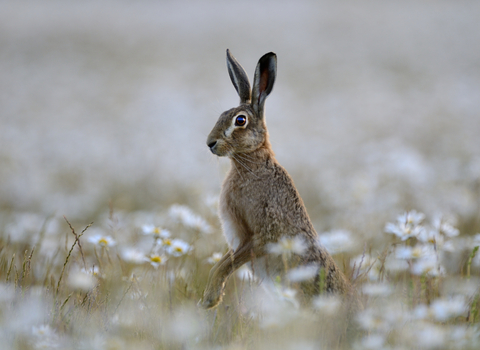 A Brown Hare on its hind legs in a field of Ox-eye daisies in summer