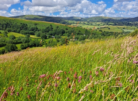 A close up of unimproved grassland in Montgomeryshire, hills in the background