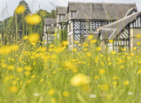 Gregynog Hall with a field of buttercups in the foreground