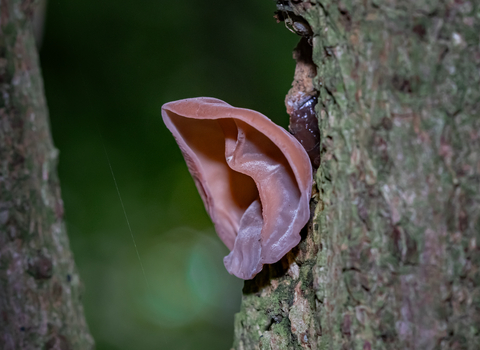 A jelly ear fungus growing from the trunk of a tree. It's a wrinkled, pinkish fungus that looks remarkably like an ear