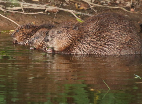 Beaver mother and kits