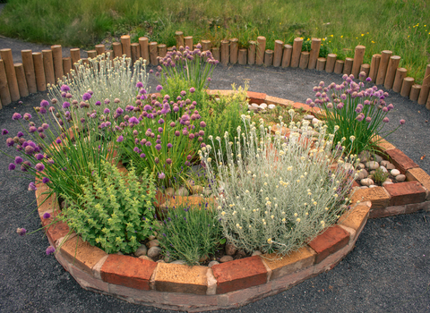 Herbs growing in brick raised bed