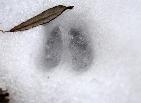 Deer hoof print in snow