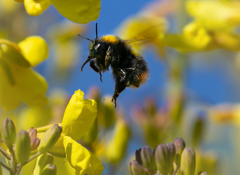 Bumblebee flying around yellow flowers